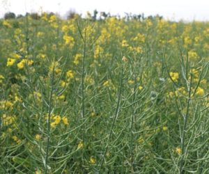 Jak uchronić rzepak przed chorobami grzybowymi?