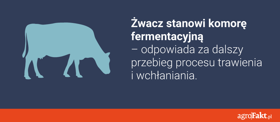żwacz