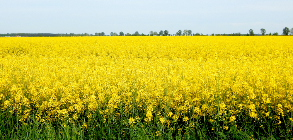 Rzepak liniowy – jaką odmianę wybrać?
