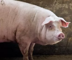 Badanie nasienia w&nbsp;procesie inseminacji loch