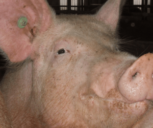 Aklimatyzacja świń w&nbsp;chlewni