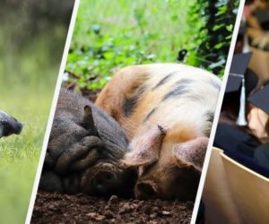 Oszukują nas! Rolnicy ofiarami przekrętu [Aktualności]