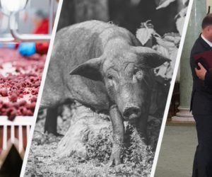 Epidemia ASF w&nbsp;Polsce? [Aktualności]