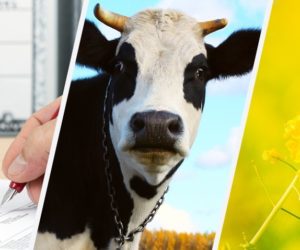 Ostrzeżenie! Częste kradzieże bydła [Aktualności]