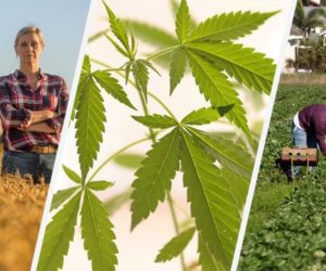 Konopie wracają do łask! [Aktualności]