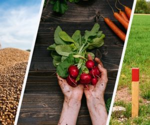 Aktualności rolnicze – 05.06.2018 r.