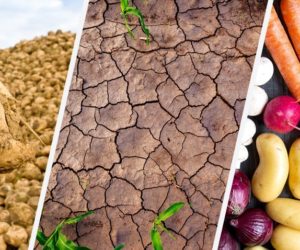 Susza niszczy uprawy! [Aktualności]