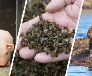 Masowe zatrucia pszczół! [Aktualności]