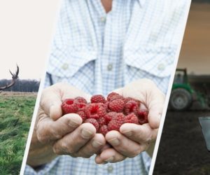 Producenci malin załamują ręce! [Aktualności]