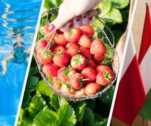 Nowy pomysł plantatorów na truskawki! [Aktualności]