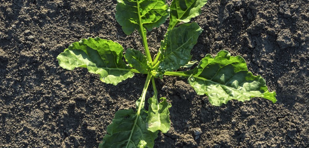Integrowana ochrona buraka cukrowego przed chorobami grzybowymi