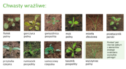 Zwalczanie chwastów dwuliściennych - Pontos