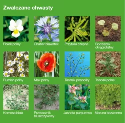 Chwasty dwuliścienne zwalczane przez Butisan Avant + Iguana