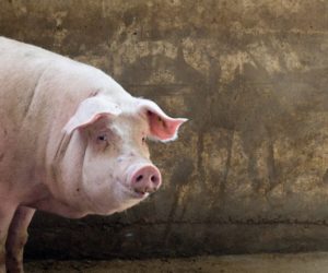 Wybór systemu krycia