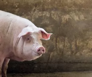 Wybór systemu krycia