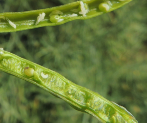 Aktualne zagrożenia fitosanitarne [KOMUNIKAT]