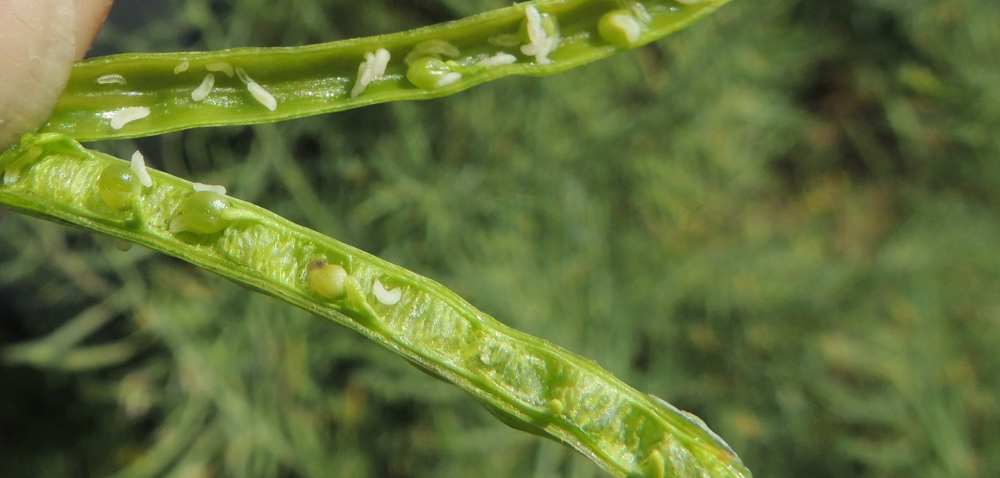 Aktualne zagrożenia fitosanitarne [KOMUNIKAT]
