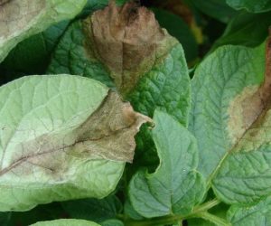 Zaraza ziemniaka – uciążliwa choroba grzybowa