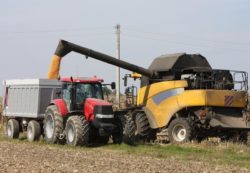 zbiór kukurydzy na ziarno