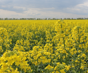RGT Jakuzzi F1– nowa odmiana rzepaku w&nbsp;Polsce!