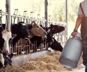 Cena mleka 2024 — prognozy z 18.10.