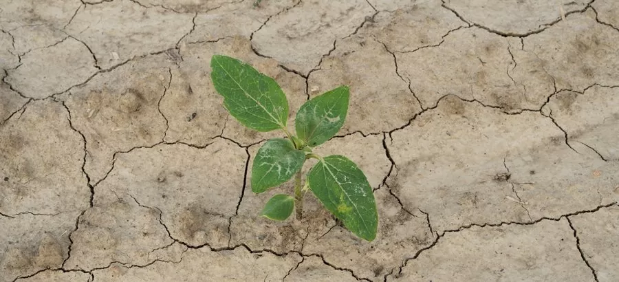 susza rolnicza