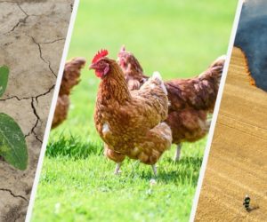 Polski drób znów trafi do Chin [Aktualności]