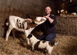 Mężczyzna w oborze z krową