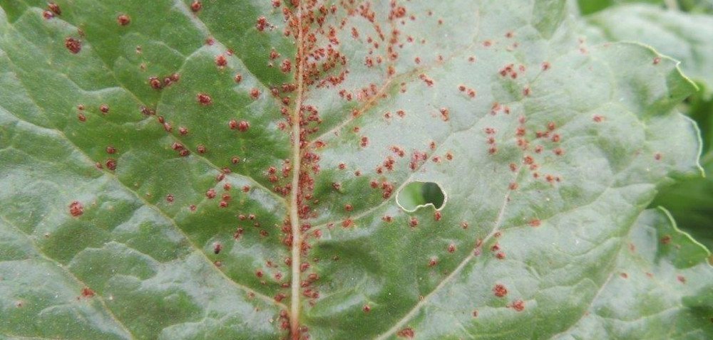 Zagrożenia w&nbsp;uprawie buraka cukrowego i&nbsp;ziemniaka [KOMUNIKAT]