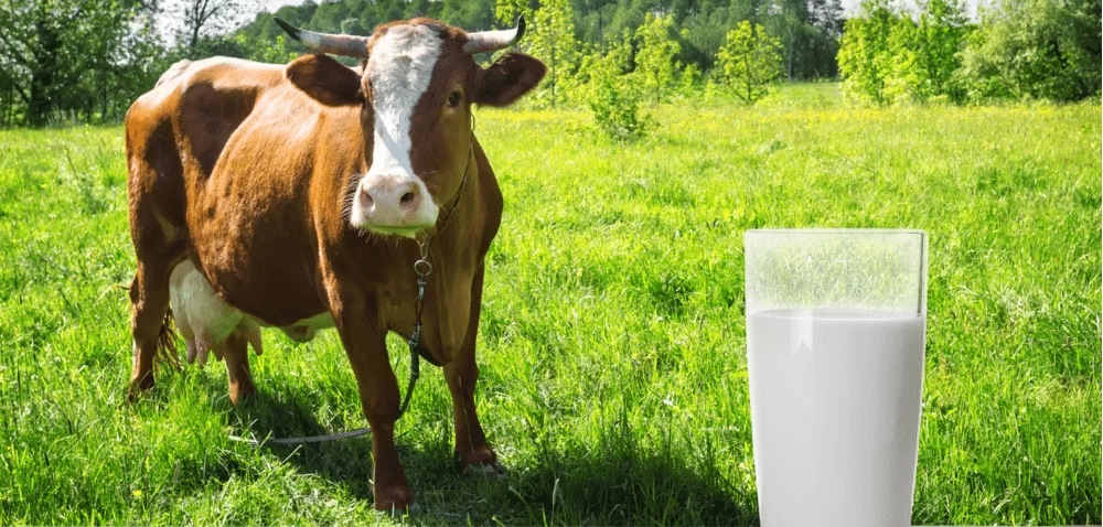 Skąd wziąć dużo dobrego mleka?