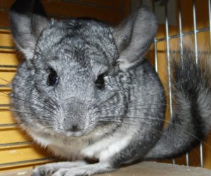 Zakaz hodowli zwierząt futerkowych? Resort rolnictwa mówi NIE!