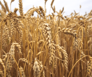 Choroby pszenicy – wybór odmiany może pomóc