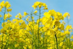 produkcja oleju rzepakowego 