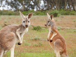 Australijskie kangury