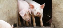 choroby trzody chlewnej