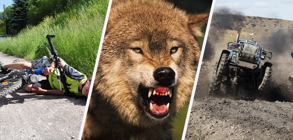 Rolnicy dostaną fladry! Odstraszą wilki? [Aktualności]