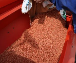 Czym zaprawiać nasiona zbóż?