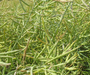 Kalkulacja uprawy rzepaku – jak obliczyć koszty?