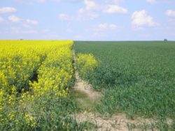 kalkulacja uprawy rzepaku