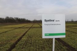 zaprawianie pszenicy Systiva 333 FS 