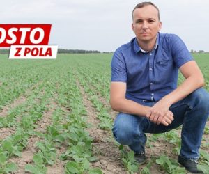 jesienne szkodniki rzepaku-prosto z pola
