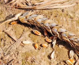 Ciekawostki rolnicze w&nbsp;100 sekund – m.in. pomoc suszowa