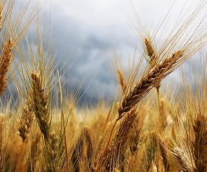 Produkcja zbóż 2018
