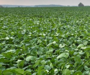 Bez siarki i&nbsp;azotu w&nbsp;uprawie rzepaku ani rusz!