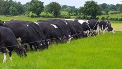 Wypas bydła pastwisko