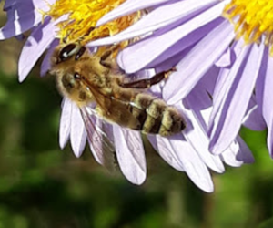 Produkty pszczele, na których da się zarobić konkretne pieniądze