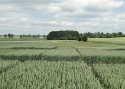 kalkulacja uprawy pszenżyta