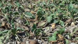 protest rolników w opolskim