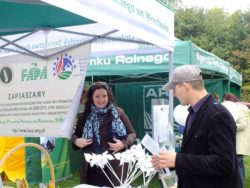 kalkulacja uprawy pszenżyta