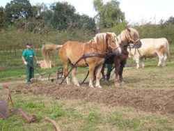 kalkulacja uprawy pszenżyta